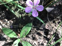 -乌兰布统景区-白桦林