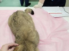 -北京观赏动物医院·24小时大型综合·猫专科·异宠专科