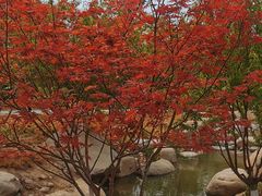 -莲花池公园