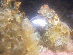 -锦艺城海洋馆