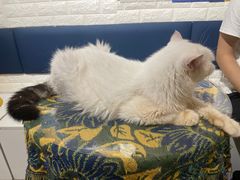 -平行世界·猫咖(首经贸店)