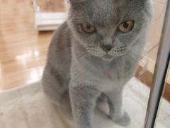 -momokira米努特·德文卷毛猫·棉花面纱犬