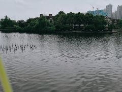 -成都南湖公园