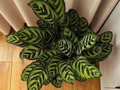 -双季花艺园艺市场(浦东店)