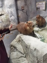 -Zoolung Zoolung动物主题公园(海信广场店)