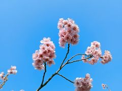 -梅花山(明孝陵内)