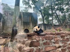 -中国大熊猫保护研究中心雅安碧峰峡基地