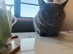 -喵园·猫主题咖啡厅·撸猫·猫咖(国贸店)