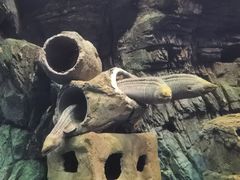 -珠海长隆海洋王国
