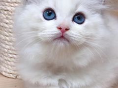-十年猫舍·猫咪专门店(普陀店)