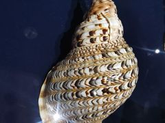 -青岛贝壳博物馆