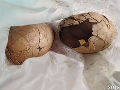 -金盆阿嬷香菇茶叶蛋(玄光店)