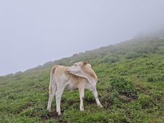 -灵山