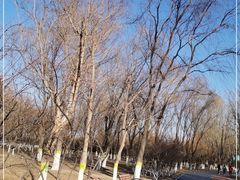 -大兴滨河森林公园