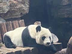 -石家庄市动物园