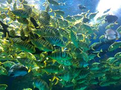 -芜湖新华联大白鲸海洋公园