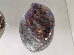 -青岛贝壳博物馆