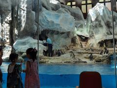 -帝企鹅自助餐厅•儿童岛•真企鹅(长隆企鹅酒店)