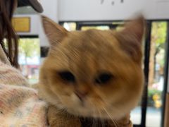 -联合动物医院(光谷诊疗中心)