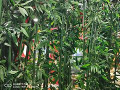 -老九圆山西面馆(CBD店)