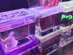 -中环花鸟鱼虫市场