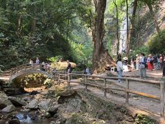 -莫里热带雨林景区