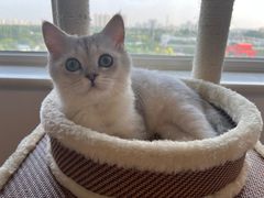 -猫大福·Fortune Cat猫舍(百子湾店)