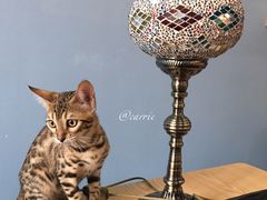 -猫咪咖啡·猫咖(万达广场店)