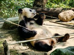 -都江堰中华大熊猫苑