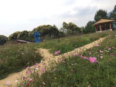 -广州市流溪河国家森林公园