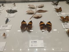-四川大学博物馆