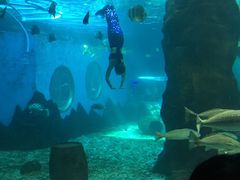 -北戴河圣蓝海洋公园