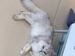 -怪兽屋·羊驼·猫咖·狗咖(俊华广场店)