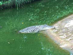-海南热带野生动植物园