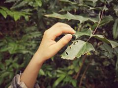 -广西壮族自治区药用植物园