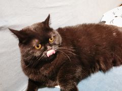 -滚猫咖啡·猫咖·猫友好撸猫(未来城店)