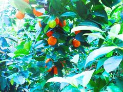 -呀路古热带植物园