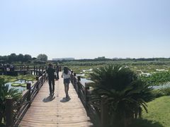 -荷塘月色湿地公园·向阳花洲