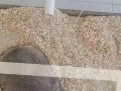 -怪兽屋·羊驼·猫咖·狗咖(俊华广场店)