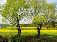 -婺源风景区
