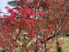 -广州市帽峰山景区