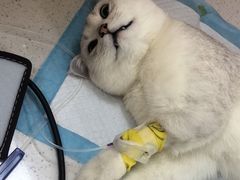 -联合动物医院(光谷诊疗中心)