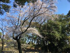 -名古屋城