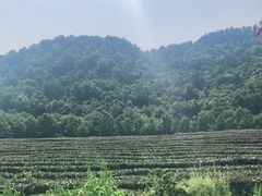 -中国茶叶博物馆(双峰馆区)