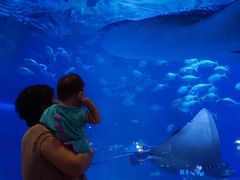 -烟台海昌鲸鲨海洋公园