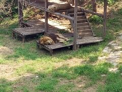 -石家庄市动物园