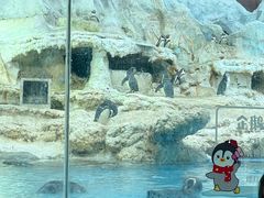 -帝企鹅自助餐厅•儿童岛•真企鹅(长隆企鹅酒店)