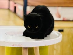 -喵匠猫主题咖啡(凯德和平广场店)