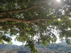 -风云岭森林公园