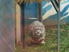 -青藏高原野生动物园